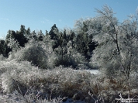 38140CrLe - Paulyn Park after the Ice Storm.JPG